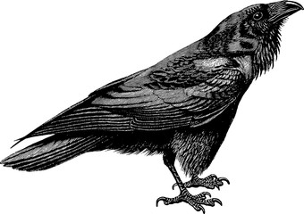 Vintage drawing raven - obrazy, fototapety, plakaty