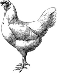 Vintage drawing chicken © unorobus