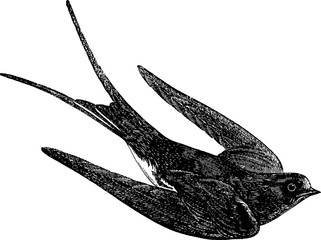 Vintage drawing swallow martlet