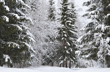 Зимний лес.