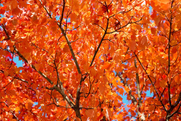 background of lush autumn leaves in the sunlight