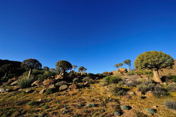 Quiver trees