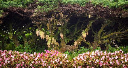 flower garden