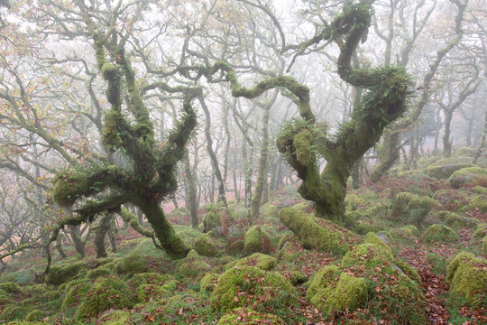 Twisted oaks in a misty Wistmans Wood Dartmoor Devon Uk