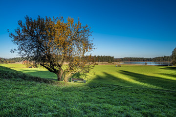 Herbstliche Graslandschaft bei den Osterseen in Bayern nahe München