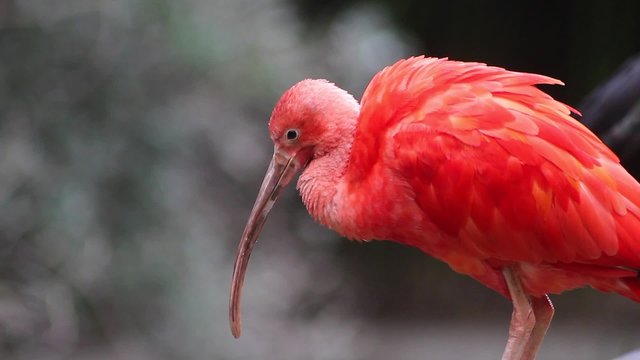 Scarlet Ibis close-up