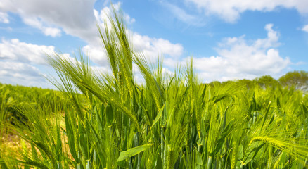 Green wheat growing on a sunny field in spring