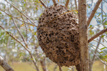 ant's nest