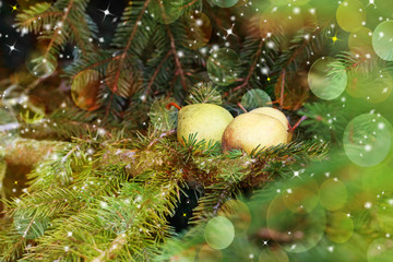 Christmas card: pears on a spruce branch.