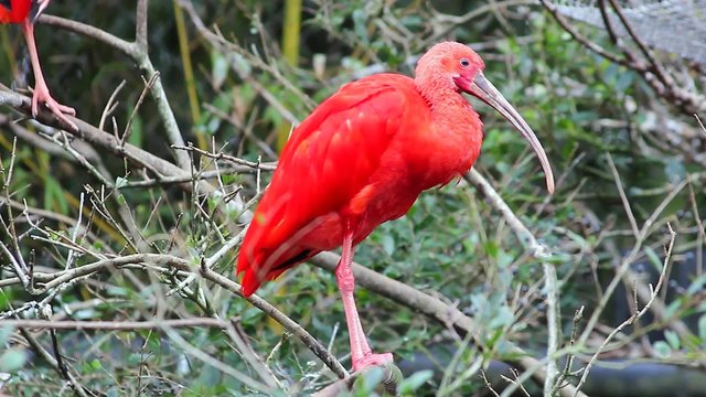 Scarlet Ibis Standing on Tree Branch