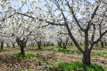 Cerezos en flor (España)