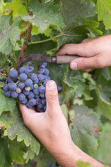 Man picking grapes