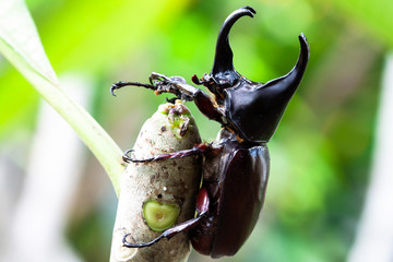  male fighting beetle (rhinoceros beetle) on tree
