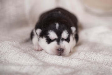 Cute Puppy Siberian husky