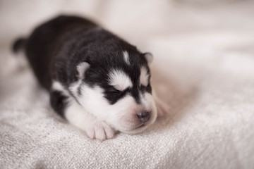 Cute Puppy Siberian husky