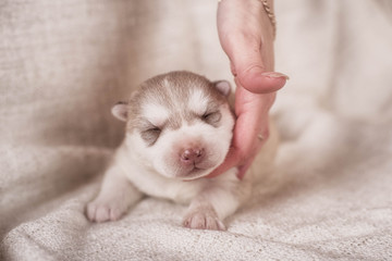 Cute Puppy Siberian husky