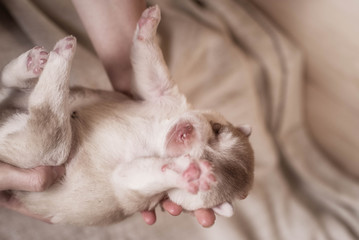 Fototapeta na wymiar Cute Puppy Siberian husky