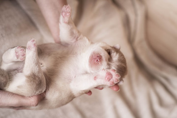 Cute Puppy Siberian husky