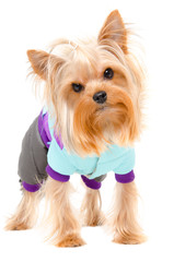 Portrait of a Yorkshire terrier in a warm suit