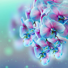 Panele Szklane Podświetlane  niebieska gałąź orchidei