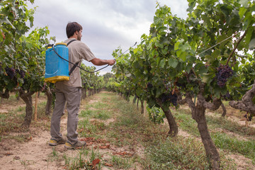 man spraying grapes