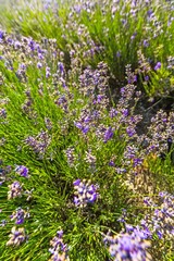 Obraz premium Lavender.