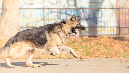 German shepherd dog running in park