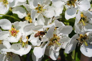 Flowers of a pear with a bee