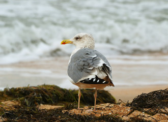 Lonely seagull