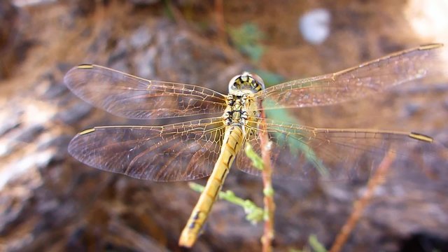 Une libellule pos&eacute;e sur une branche
