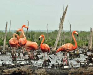 Fototapeta premium Caribbean flamingos (Phoenicopterus ruber ruber)