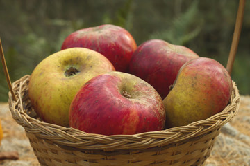 ecologic apples in a  wicker basket