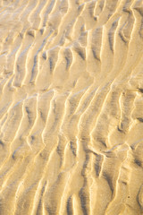 dune morocco in   near atlantic ocean