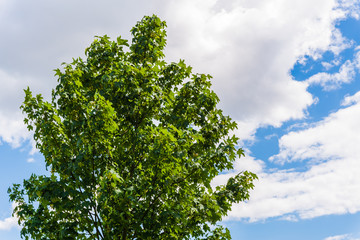 Fototapeta premium Solitary maple tree standing in city park against cloudy blue sky. Acer genus, tall tree with green leaves on a summer day, perfect for nature blogs