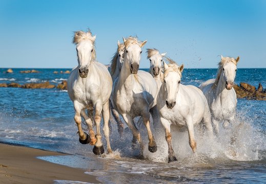 Fototapeta Herd of White Camargue Horses fast running through water in suns