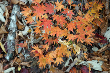 晩秋の森　モミジ