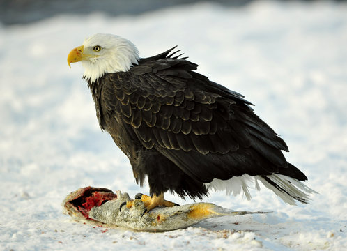 The Bald eagle ( Haliaeetus leucocephalus ) sits on snow and eat