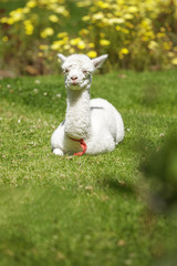 Fototapeta premium Baby llama lying down on the sun after feeding