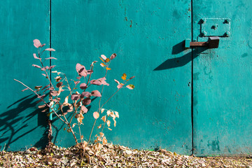 Bright autumn bush.Turquoise texture of peeling paint. Iron gate, lock and bolts.