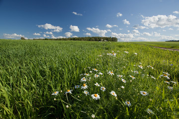 Flowering meadow on a sunny summer day