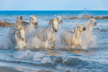 Naklejka premium Herd of White Camargue Horses fast running through water in suns 