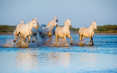  White Camargue Horses running through water in sunset light.