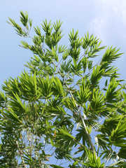 Fresh green Bamboo leaves, against blue sky