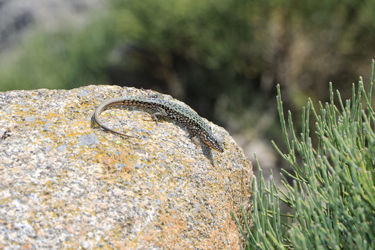 Lagartija Podarcis mulalis