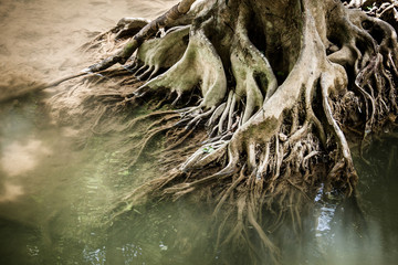 Tree roots in water streams.