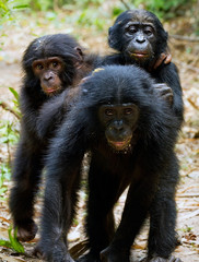 Three cubs of Chimpanzee bonobo ( Pan paniscus)