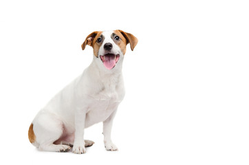 Young dog Jack Russell terrier with his tongue out on the white background - obrazy, fototapety, plakaty