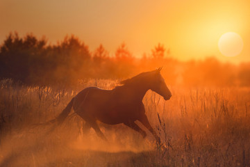 course de chevaux sur fond de coucher de soleil