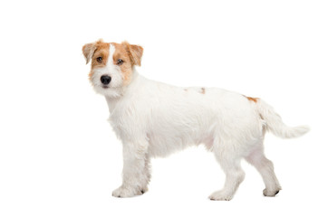 Young dog Jack Russell terrier standing on the white background