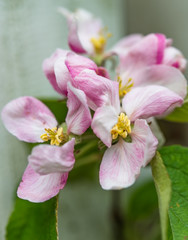 Apple blossoms with fresh soft petals and green leaves in spring. Blossoming fruit tree in springtime, perfect for garden, nature and urban blogs, business and magazines